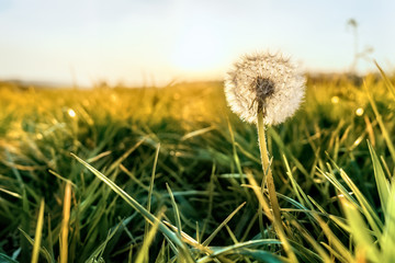 A dandelion on a meadow back lit by the evening sun