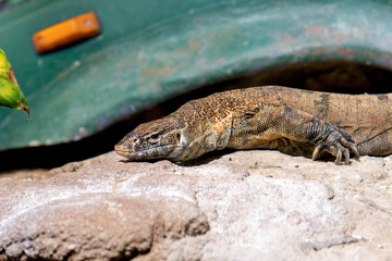 A bearded dragon lies on the stone in front of an old car, close-up