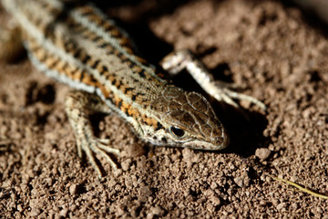 cute lizard in nature close-up