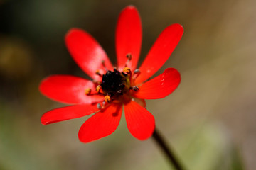 Red flower.  Pheasant's eye (Adonis flammea) .