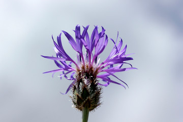 Cyanus segetum - Cornflower. Flower background.