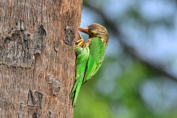 Lineated barbet with nature