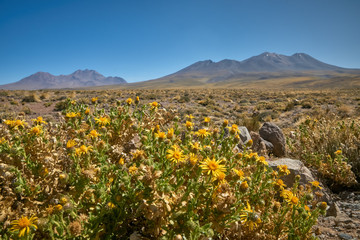 Surroundings and way to Miscanti Lagoon. Flamingos National Reserve Conaf. San Pedro de Atacama, Antofagasta - Chile. Desert. Andes Range & Route 23.