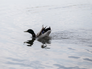 Ducks over the water in Izmailovo Park