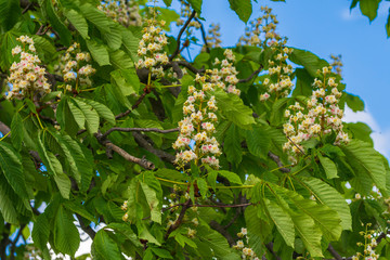  weiße  aufgeblühte Kastanienblüten im Sommer