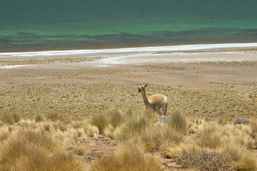 Vicugnas at the range of Miscanti Lagoon. Flamingos National Reserve Conaf. San Pedro de Atacama, Antofagasta - Chile. Desert. Andes Range & Route 23..