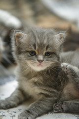 little cat © Piotr
