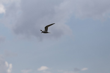 Seagulls over the water in Izmailovo Park