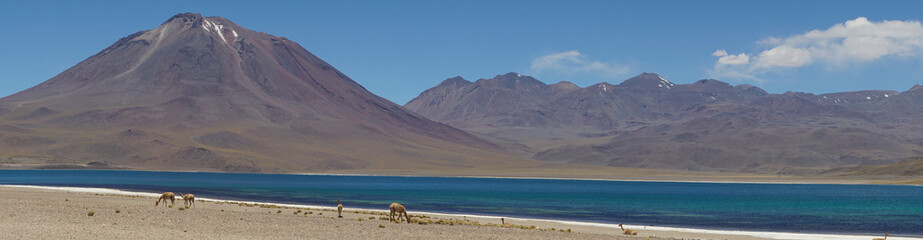 Fototapeta na wymiar Panoramic of vicugnas at the range of Miscanti Lagoon. Flamingos National Reserve Conaf. San Pedro de Atacama, Antofagasta - Chile. Desert. Andes Range & Route 23.