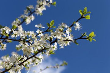 Cherry blossom in spring on background of blue sky with cloud. White flowers on a branch in a garden, soft colors