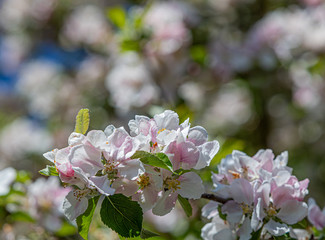 branch of an apple tree in full bloom with more bloom in the defocused bokeh