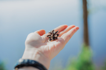 fir cone in hand on the background of the lake