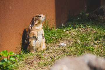 Ardilla tomando el sol