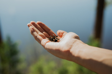 fir cone in hand on the background of the lake