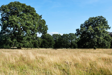 Fototapeta premium green field and blue sky