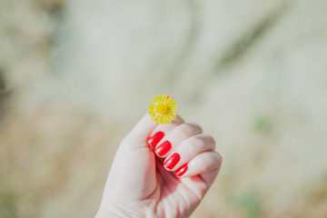 yellow flower in the forest against the sky and grass