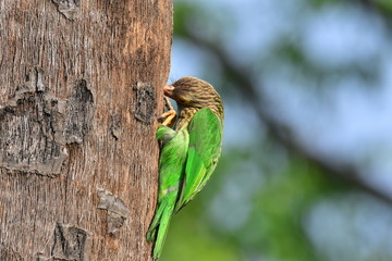 Lineated barbet with nature