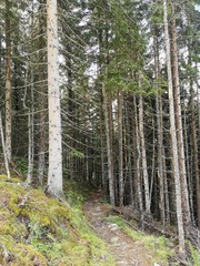 Waldweg