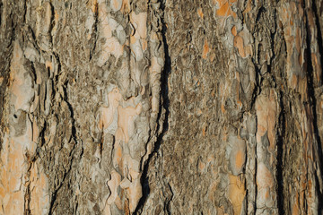 texture of the bark tree at sunset.