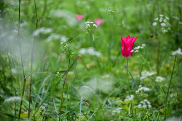 pink tulip in the green grass