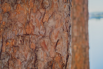 texture of the bark tree at sunset.