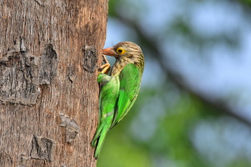 Lineated barbet with nature