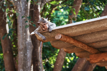 Thai monkey on the roof