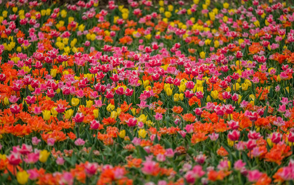 Spring tulip fields in Holland, colorful flowers in Netherlands. Flowers in garden. Group of colorful tulips. Selective focus. Colorful tulips photo background. 