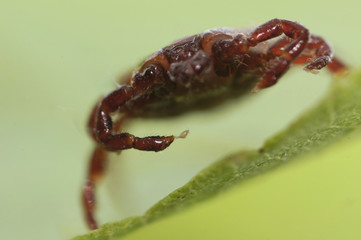 Super macro close up of parasitic Dermacentor reticulatus, also known as the ornate cow tick, ornate dog tick, meadow tick, and marsh tick. It is found in wood areas in Europe and Western Asia.