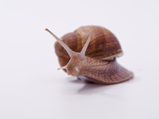 large grape snail on a white background