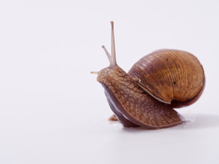 large grape snail on a white background