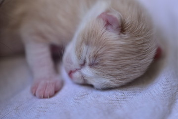 little kitten sleeping