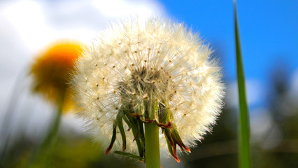 Dandelion in the spring in the ligh