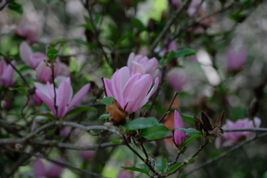 Almaty / Kazakhstan - 04.28.2020 : The first Magnolia blossom in the Botanical garden