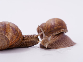 large grape snail on a white background