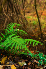 Fern plant in the forest 