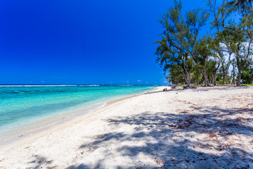 tropical beach with palm trees