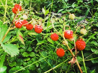 wild strawberry in the forest