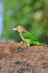 Lineated barbet with nature