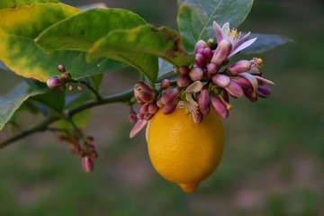 Lemon tree blossom and fresh lemon.