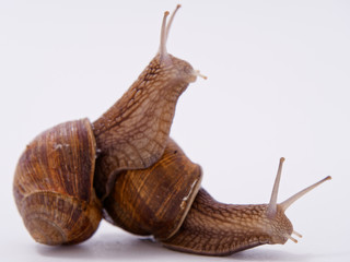 large grape snail on a white background