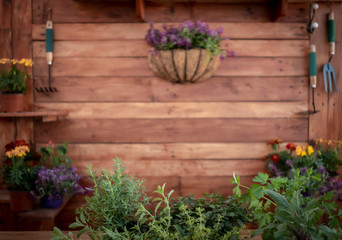 Close up shot of a group of fragrant herb plants. Blurred background with table and wooden wall, with many pots of plants and gardening tools. Love of nature, concept