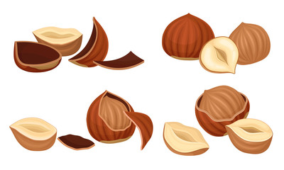 Realistic Hazelnuts with Whole and Cracked Shell Vector Set