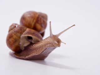 large grape snail on a white background