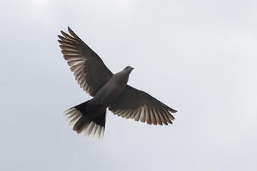 Eurasian collared dove flies in the sky wide wings