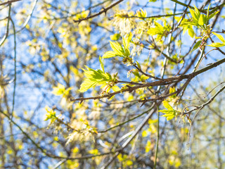 spring in city - fresh leaves on twig of ash-leaved maple close up and blue sky on background (focus on green leaves on foreground) in urban yard