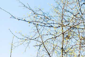 spring in city - buds on twigs and blossoming trees with blue sky on background (focus on tree trunk on background) in urban yard