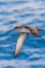 A balearic shearwater (Puffinus mauretanicus) flying in in the Mediterranean Sea and diving to get fish