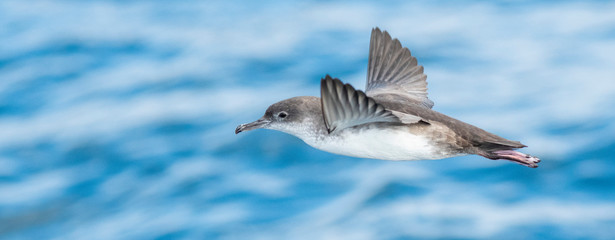A balearic shearwater (Puffinus mauretanicus) flying in in the Mediterranean Sea and diving to get fish