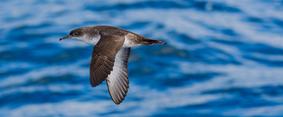 A balearic shearwater (Puffinus mauretanicus) flying in in the Mediterranean Sea and diving to get fish